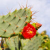 Cactus - ingredient în APAREDREN - 120 capsule