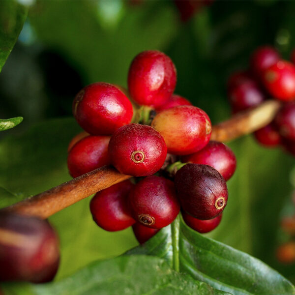 Arbore de cafea - ingredient în LIMFATIC-DREN cremă – 50 ml