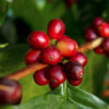 Arbore de cafea - ingredient în LIMFATIC-DREN THERMO cremă – 50 ml