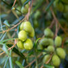Măslin - ingredient în LIMFATIC-DREN cremă – 50 ml