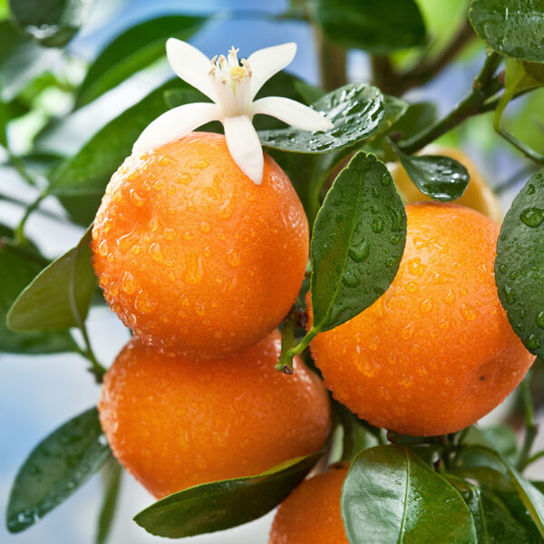 Mandarină - ingredient în ULEI PĂR FlRE DESPICATE – 10 ml
