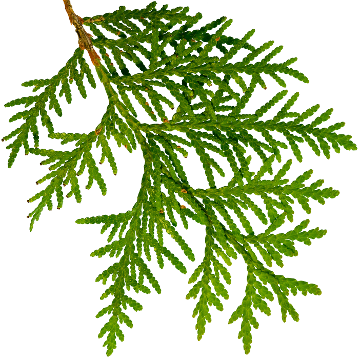 Cedar Branch