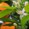 Portocala dulce - ingredient ANTISTRES – combinație de uleiuri esențiale