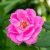 Trandafir - ingredient în PURE LOVE – combinație de uleuri esențiale – 5 ml