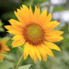 Floarea-soarelui - ingredient în SINDROCALM COLON – 15 capsule